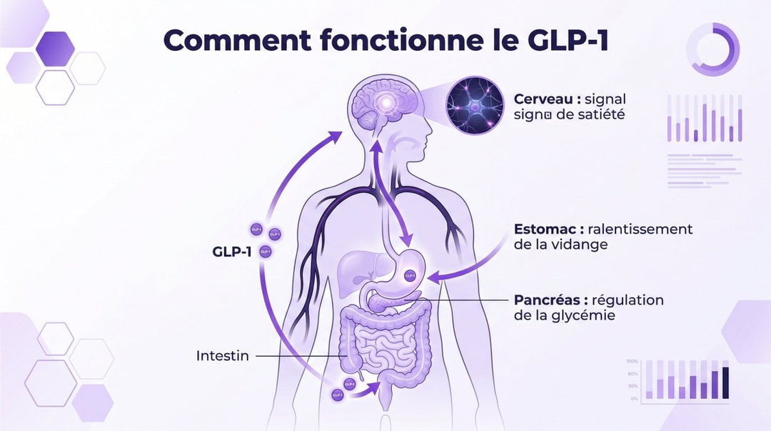 GLP-1: entender esta hormona, sus tratamientos y sus efectos en tu cuerpo - Mincidelice