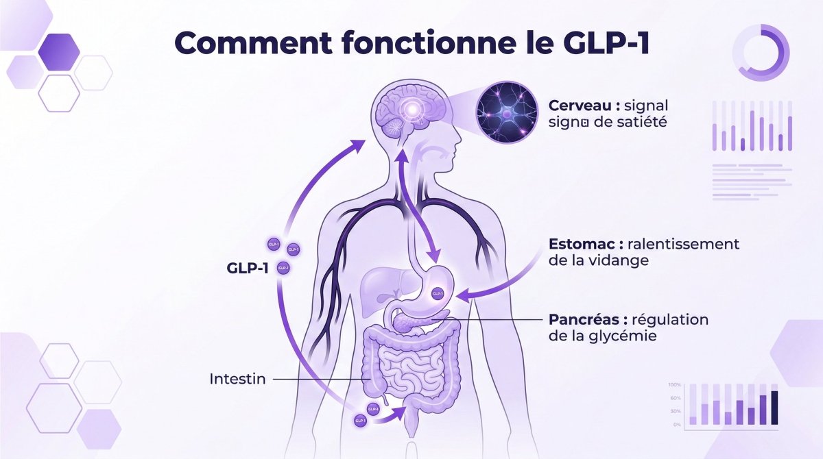 GLP-1: entender esta hormona, sus tratamientos y sus efectos en tu cuerpo - Mincidelice